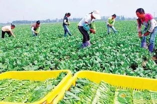 國辦發(fā)文助力貧困農(nóng)戶 消費扶貧促增收，鄉(xiāng)村振興正當(dāng)時